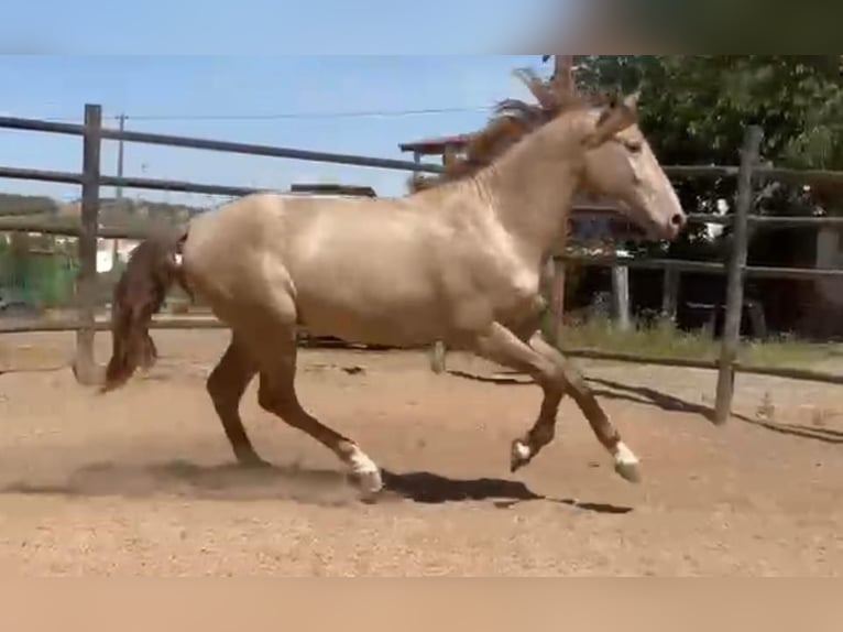 PRE Mix Hengst 5 Jaar 160 cm Champagne in Rafelguaraf