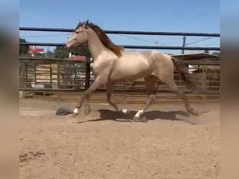 PRE Mix Hengst 5 Jaar 160 cm Champagne in Rafelguaraf