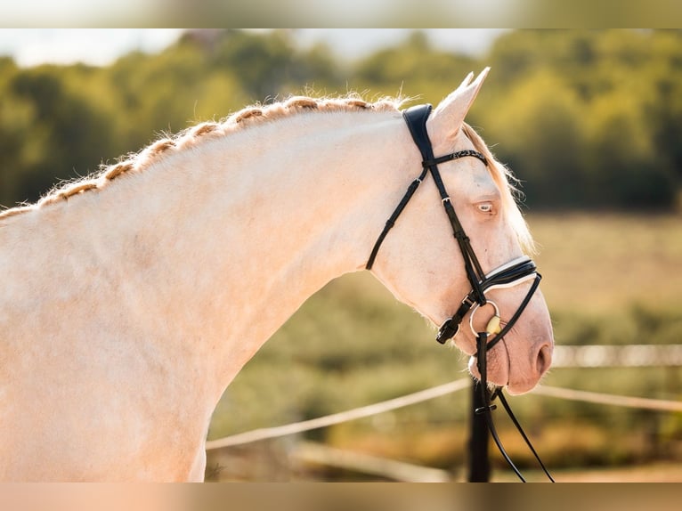 PRE Mix Hengst 5 Jaar 160 cm Cremello in Vilanova y la Geltrú