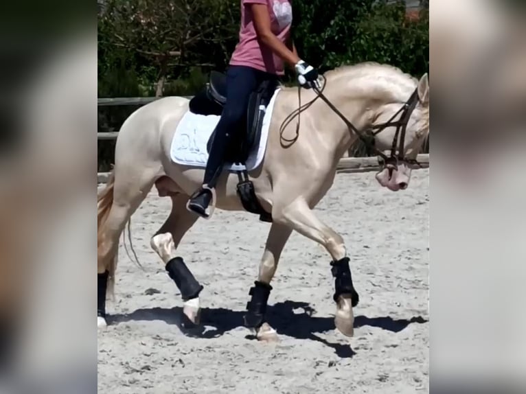 PRE Mix Hengst 5 Jaar 160 cm Cremello in Martfeld