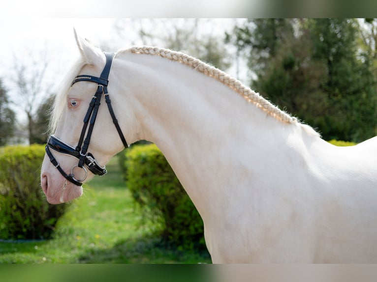 PRE Hengst 5 Jaar 160 cm Cremello in Balatonfenyves