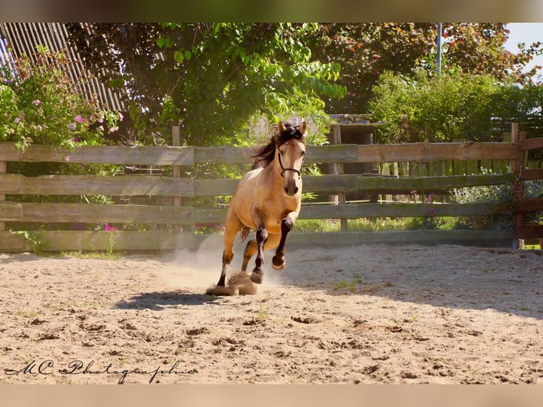 PRE Mix Hengst 5 Jaar 160 cm Falbe in POLENZ
