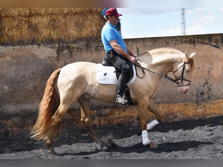 PRE Hengst 5 Jaar 160 cm Pearl in Provinz Granada