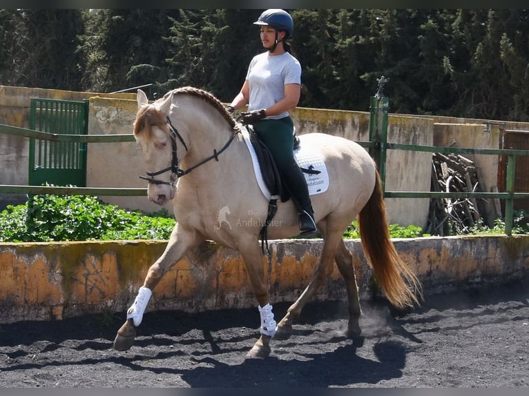 PRE Hengst 5 Jaar 160 cm Pearl in Provinz Granada