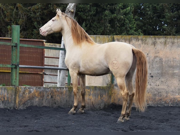 PRE Hengst 5 Jaar 160 cm Pearl in Provinz Granada