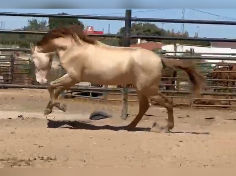 PRE Mix Hengst 5 Jaar 160 cm Perlino in Rafelguaraf