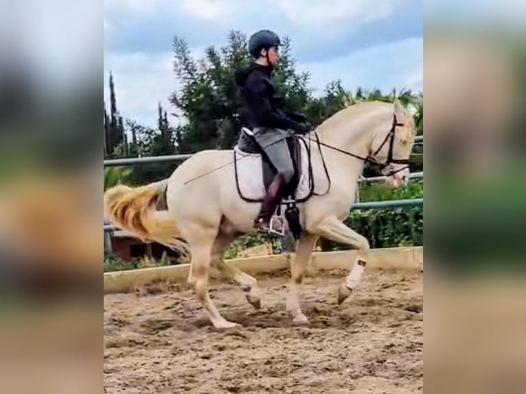 PRE Hengst 5 Jaar 160 cm Perlino in Sevilla