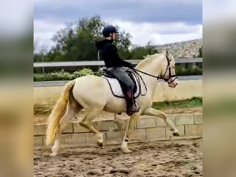 PRE Hengst 5 Jaar 160 cm Perlino in Sevilla