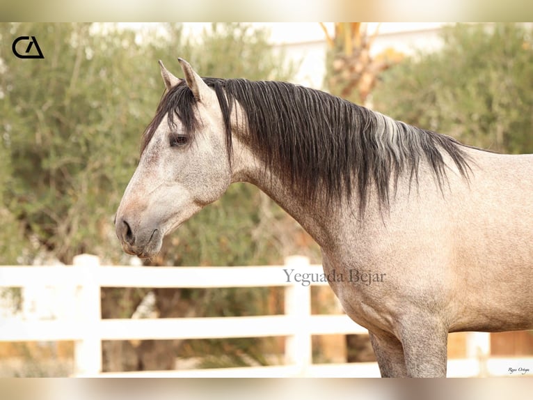 PRE Hengst 5 Jaar 160 cm Schimmel in Puerto Lumbreras