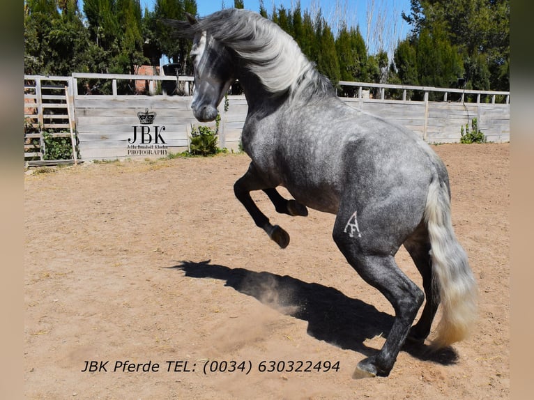 PRE Mix Hengst 5 Jaar 160 cm Schimmel in Tabernas Almeria