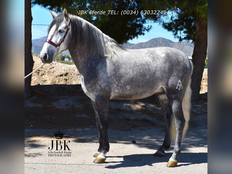 PRE Mix Hengst 5 Jaar 160 cm Schimmel in Tabernas Almeria