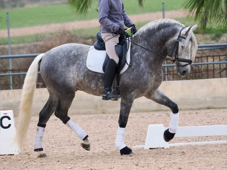 PRE Mix Hengst 5 Jaar 160 cm Schimmel in Navas Del Madroño