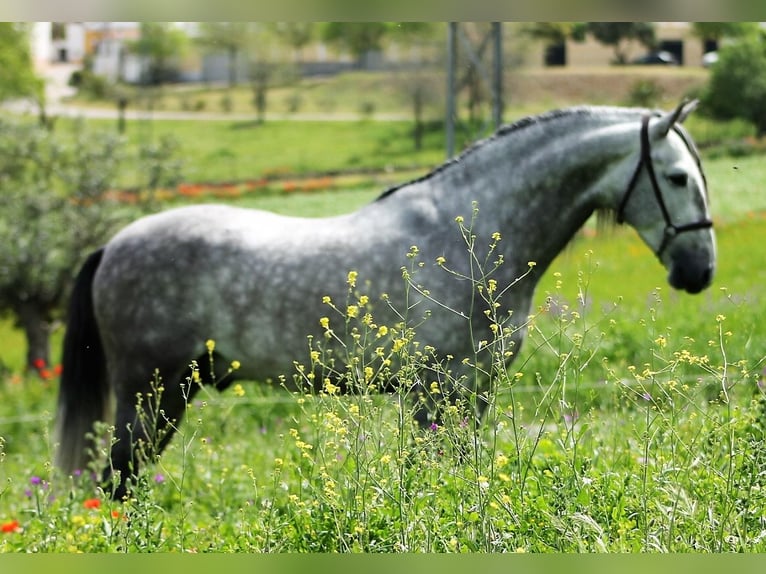 PRE Hengst 5 Jaar 160 cm Schimmel in Galaroza (Huelva)