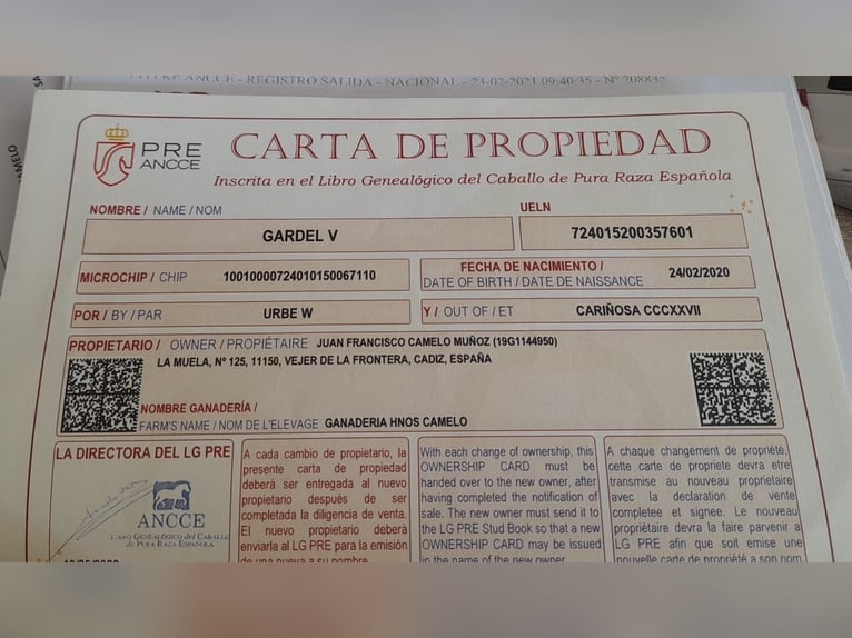 PRE Hengst 5 Jaar 160 cm Schimmel in D&#xFC;sseldorf