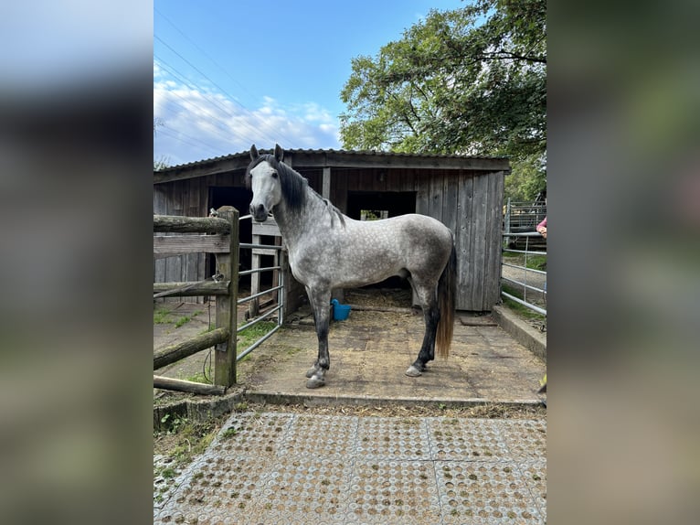 PRE Hengst 5 Jaar 160 cm Schimmel in D&#xFC;sseldorf