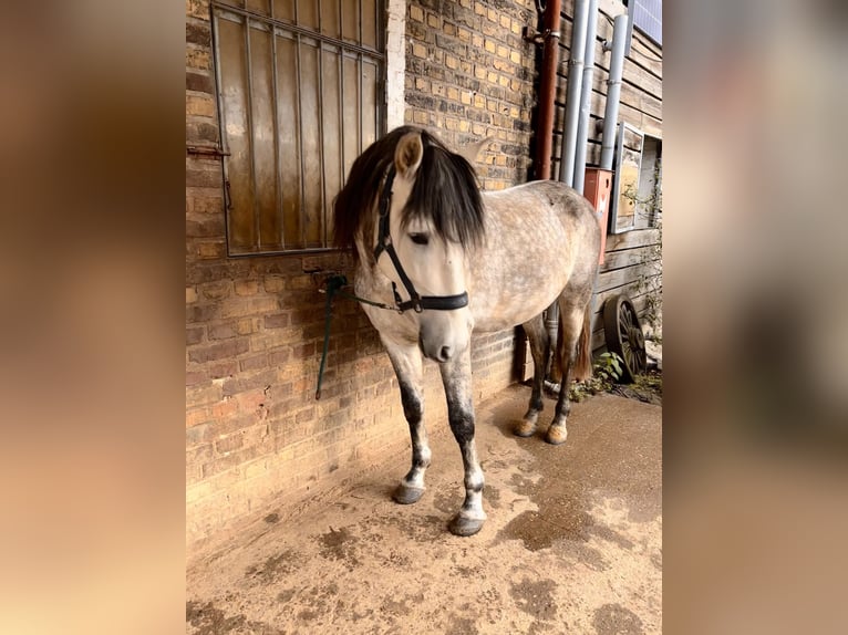PRE Hengst 5 Jaar 160 cm Schimmel in D&#xFC;sseldorf
