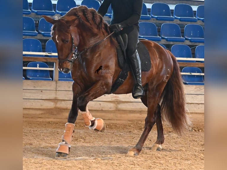 PRE Mix Hengst 5 Jaar 160 cm Vos in Menorca