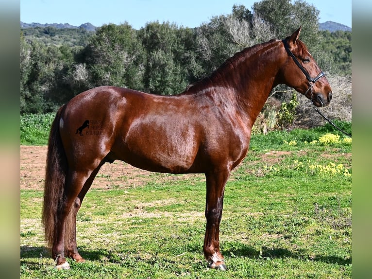 PRE Mix Hengst 5 Jaar 160 cm Vos in Menorca