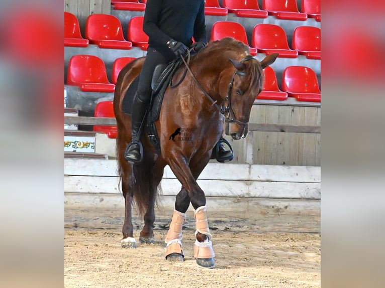 PRE Mix Hengst 5 Jaar 160 cm Vos in Menorca