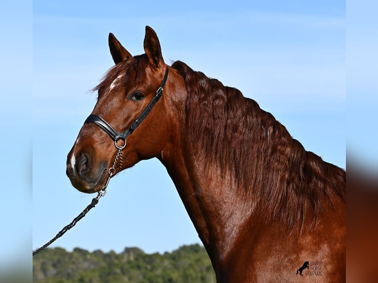 PRE Mix Hengst 5 Jaar 160 cm Vos in Menorca