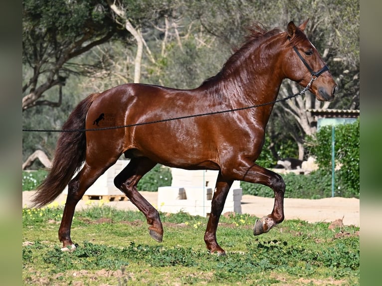 PRE Mix Hengst 5 Jaar 160 cm Vos in Menorca