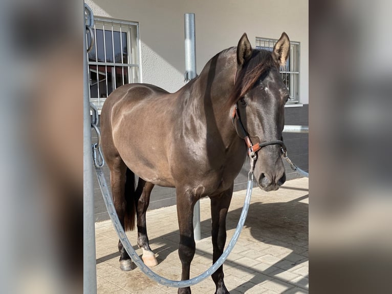 PRE Hengst 5 Jaar 160 cm Zwart in Winnenden