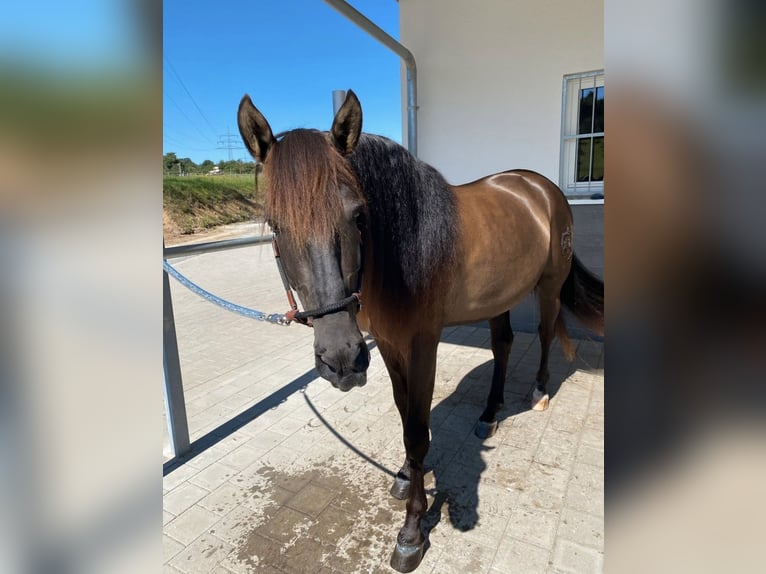 PRE Hengst 5 Jaar 160 cm Zwart in Winnenden