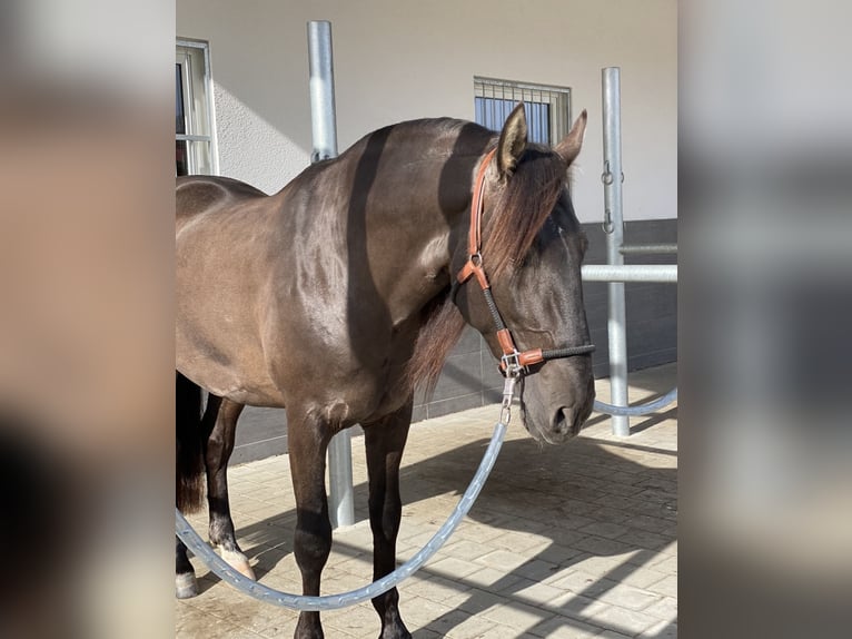 PRE Hengst 5 Jaar 160 cm Zwart in Winnenden