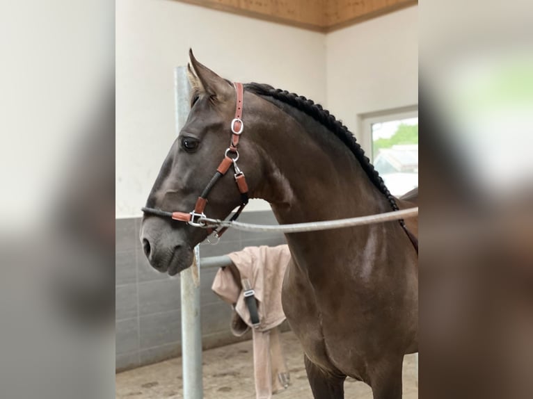 PRE Hengst 5 Jaar 160 cm Zwart in Winnenden