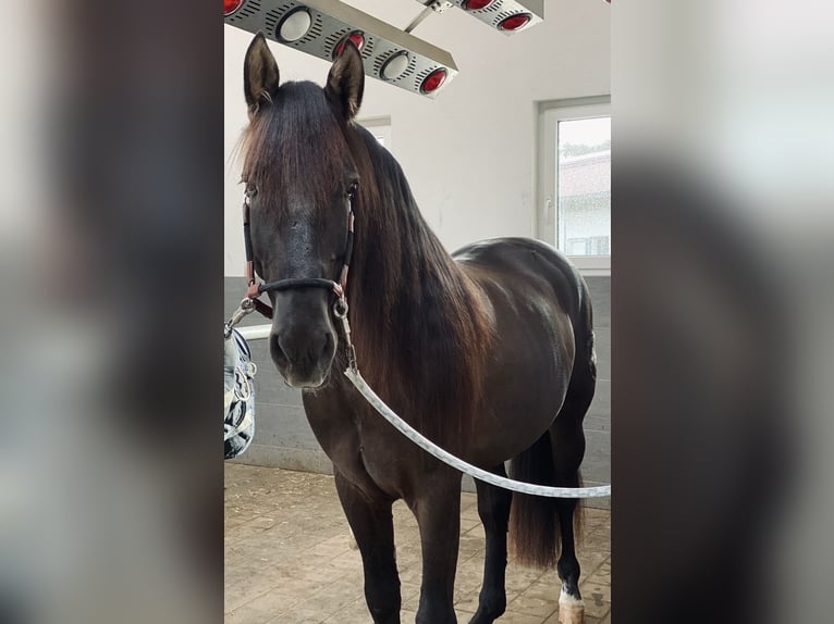 PRE Hengst 5 Jaar 160 cm Zwart in Winnenden