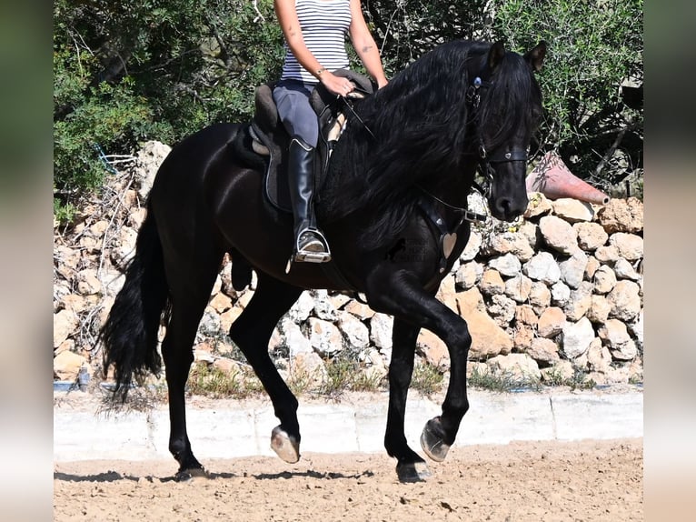 PRE Mix Hengst 5 Jaar 160 cm Zwart in Menorca