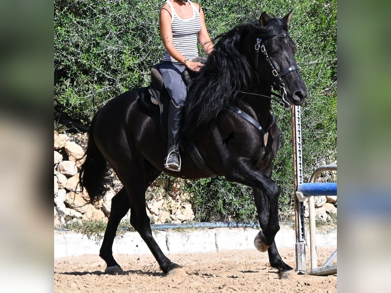 PRE Mix Hengst 5 Jaar 160 cm Zwart in Menorca