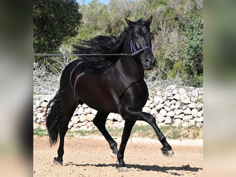 PRE Mix Hengst 5 Jaar 160 cm Zwart in Menorca