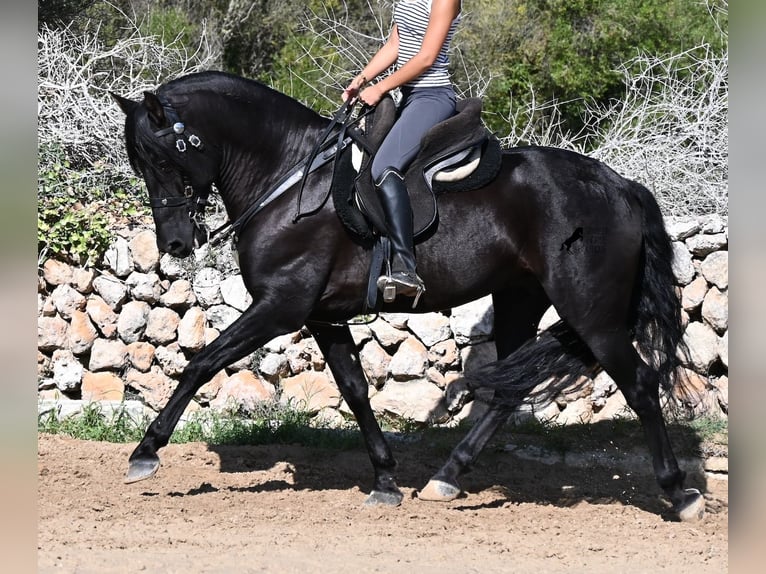 PRE Mix Hengst 5 Jaar 160 cm Zwart in Menorca
