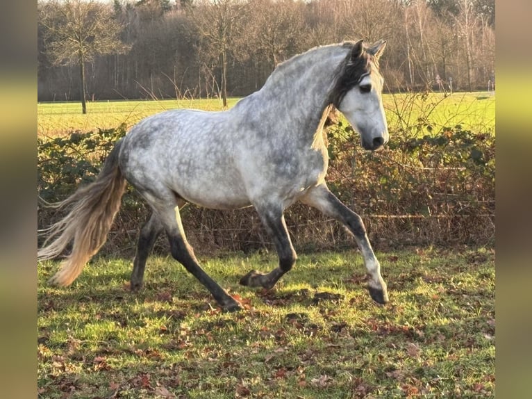 PRE Hengst 5 Jaar 161 cm Appelschimmel in Münster