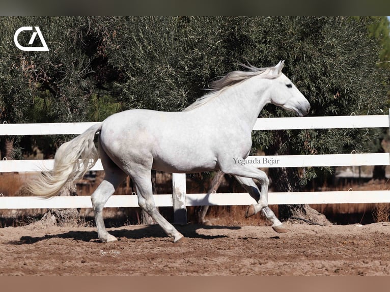 PRE Hengst 5 Jaar 161 cm Appelschimmel in Puerto Lumbreras