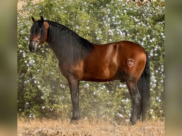 PRE Hengst 5 Jaar 161 cm Bruin in Betera