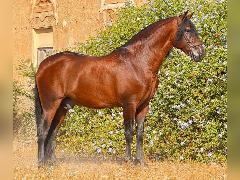 PRE Hengst 5 Jaar 161 cm Bruin in Betera