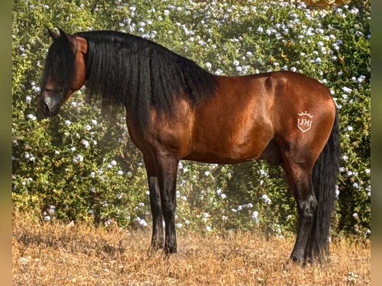 PRE Hengst 5 Jaar 161 cm Bruin in Betera