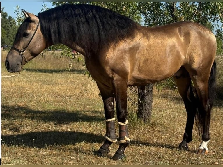 PRE Mix Hengst 5 Jaar 161 cm Buckskin in Oberhausen