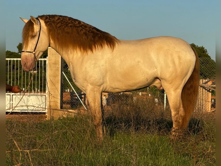 PRE Mix Hengst 5 Jaar 161 cm Champagne in Martfeld