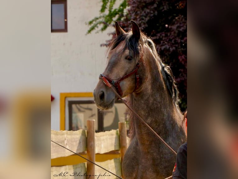 PRE Hengst 5 Jaar 161 cm kan schimmel zijn in Polenz
