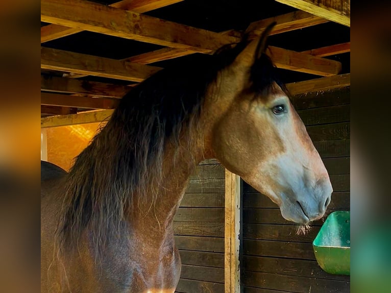 PRE Hengst 5 Jaar 161 cm kan schimmel zijn in Polenz