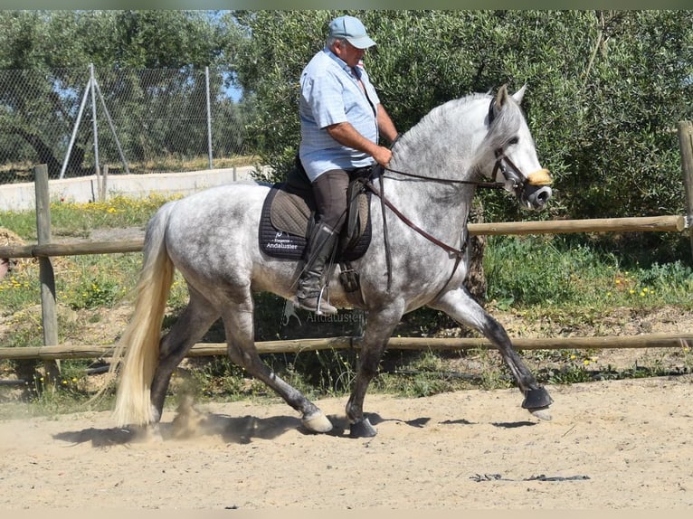 PRE Mix Hengst 5 Jaar 161 cm Schimmel in Provinz Malaga
