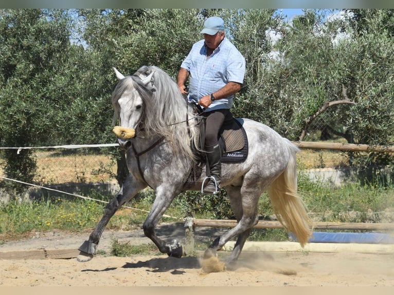 PRE Mix Hengst 5 Jaar 161 cm Schimmel in Provinz Malaga
