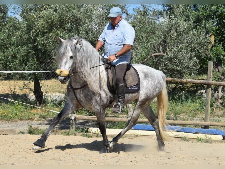 PRE Mix Hengst 5 Jaar 161 cm Schimmel in Provinz Malaga