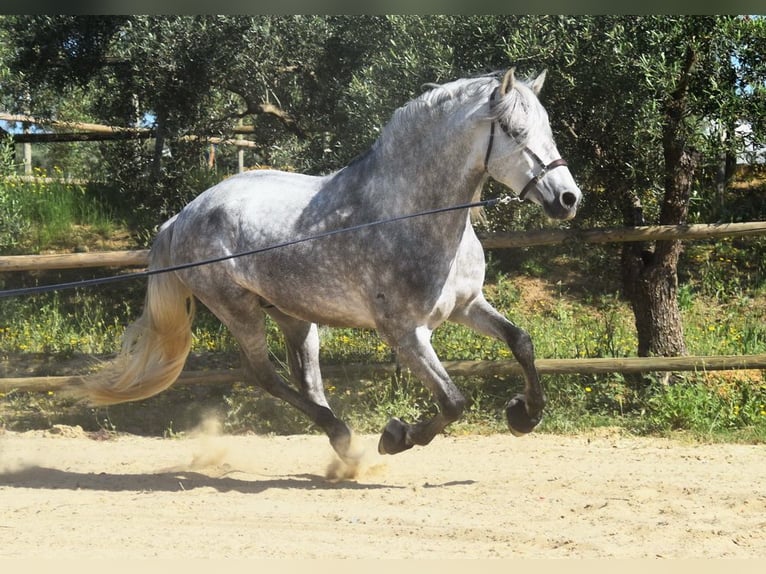 PRE Mix Hengst 5 Jaar 161 cm Schimmel in Provinz Malaga