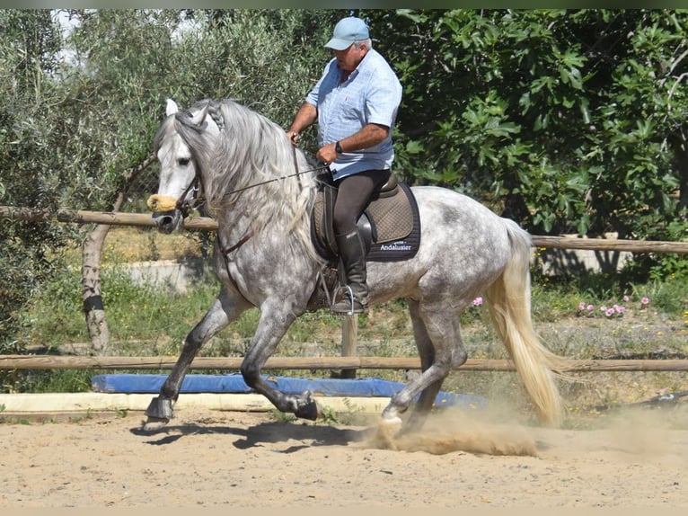 PRE Mix Hengst 5 Jaar 161 cm Schimmel in Provinz Malaga