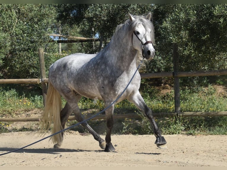 PRE Mix Hengst 5 Jaar 161 cm Schimmel in Provinz Malaga