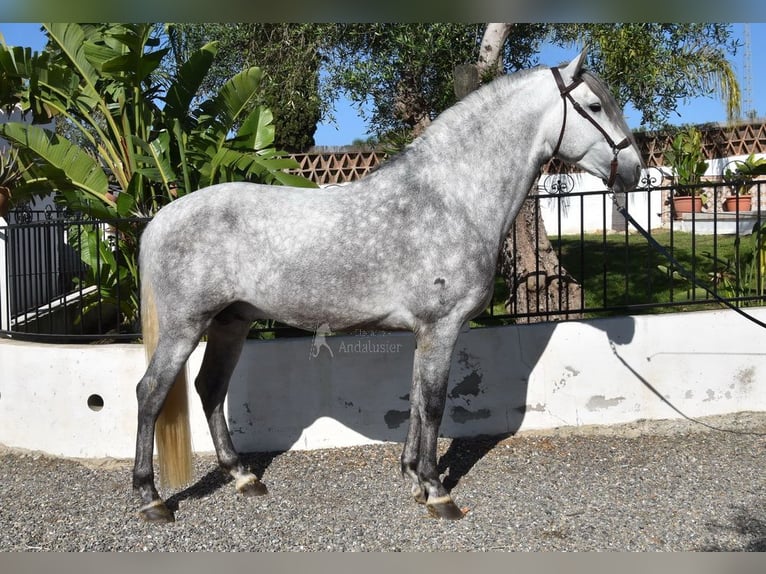 PRE Mix Hengst 5 Jaar 161 cm Schimmel in Provinz Malaga